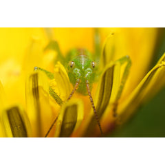 Sony FE 100mm F/2.8 Macro GM OSS Lens